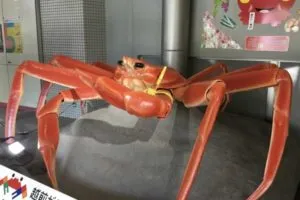 越前がにミュージアム
